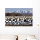 Flock Of Snow Geese Drinking From A Pond Wall Mural