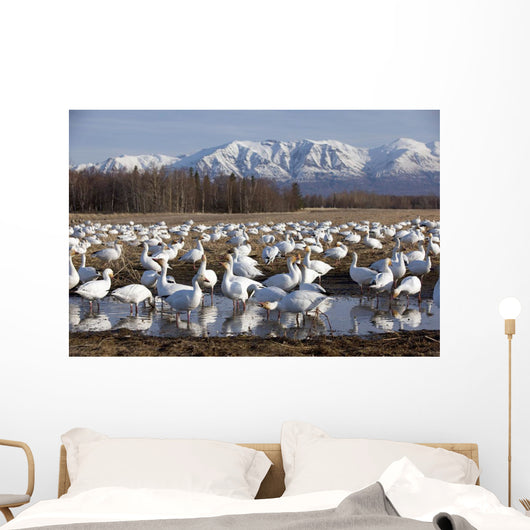 Flock Of Snow Geese Drinking From A Pond Wall Mural