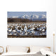Flock Of Snow Geese Drinking From A Pond Wall Mural