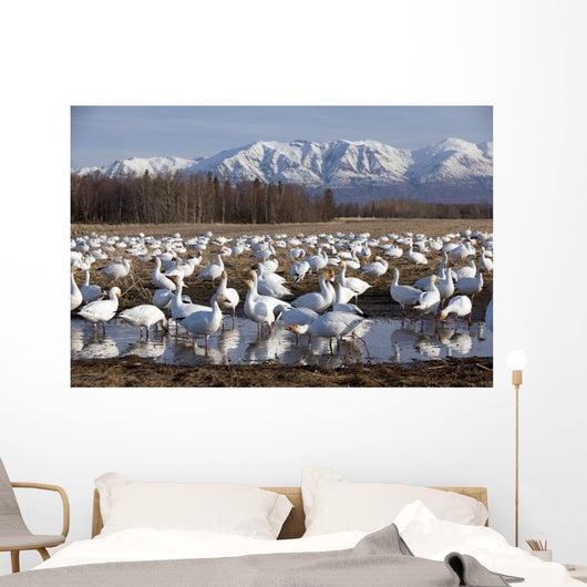 Flock Of Snow Geese Drinking From A Pond Wall Mural
