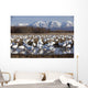 Flock Of Snow Geese Drinking From A Pond Wall Mural