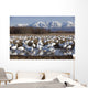 Flock Of Snow Geese Drinking From A Pond Wall Mural