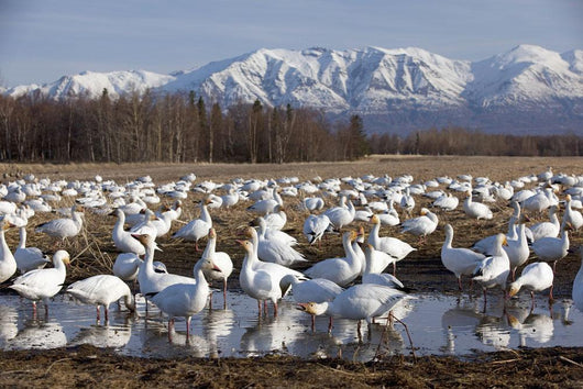 Flock Of Snow Geese Drinking From A Pond Wall Mural