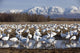 Flock Of Snow Geese Drinking From A Pond Wall Mural