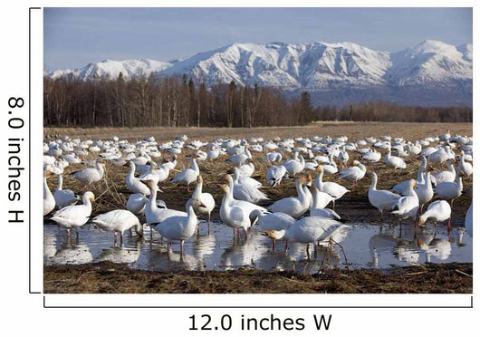 Flock Of Snow Geese Drinking From A Pond Wall Mural