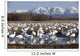 Flock Of Snow Geese Drinking From A Pond Wall Mural