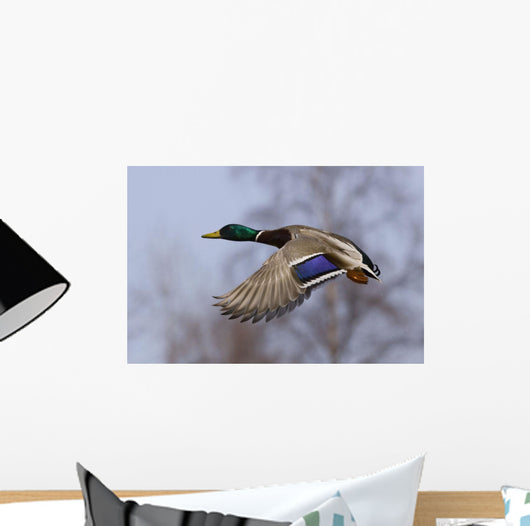Male Mallard In Flight With Colorful Plummage Wall Mural