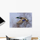 Male Mallard In Flight With Colorful Plummage Wall Mural
