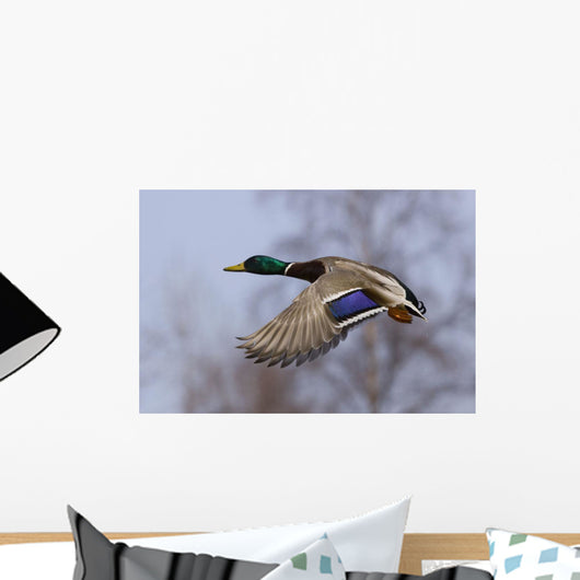 Male Mallard In Flight With Colorful Plummage Wall Mural