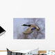 Male Mallard In Flight With Colorful Plummage Wall Mural