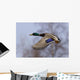 Male Mallard In Flight With Colorful Plummage Wall Mural