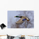 Male Mallard In Flight With Colorful Plummage Wall Mural
