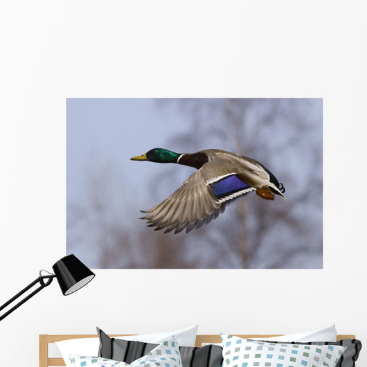 Male Mallard In Flight With Colorful Plummage Wall Mural