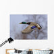 Male Mallard In Flight With Colorful Plummage Wall Mural