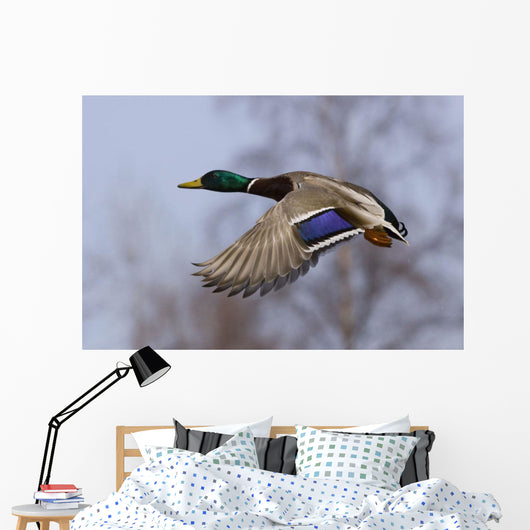 Male Mallard In Flight With Colorful Plummage Wall Mural
