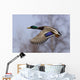 Male Mallard In Flight With Colorful Plummage Wall Mural