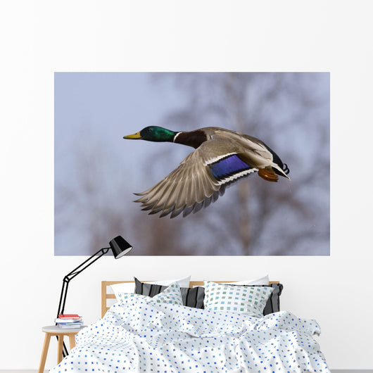 Male Mallard In Flight With Colorful Plummage Wall Mural