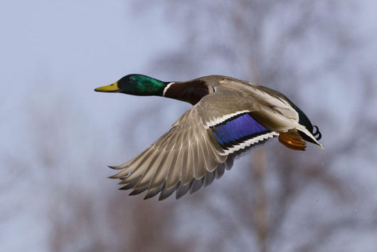 Male Mallard In Flight With Colorful Plummage Wall Mural