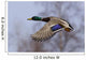 Male Mallard In Flight With Colorful Plummage Wall Mural