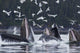 Humpback Whales Bubble Net Feeding For Herring In Chatham Strait Wall Mural