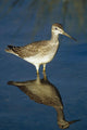 Greater Yellow-Legs Standing In Shallows Sc Ak Summer Wall Mural