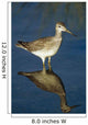 Greater Yellow-Legs Standing In Shallows Sc Ak Summer Wall Mural