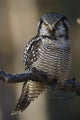 Close Up Of Hawk Owl Perched On A Branch Wall Mural