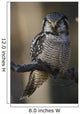 Close Up Of Hawk Owl Perched On A Branch Wall Mural