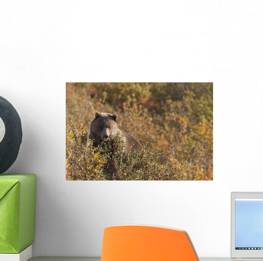 A Brown Bear Forages On Soapberries Wall Mural