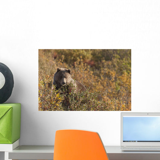 A Brown Bear Forages On Soapberries Wall Mural