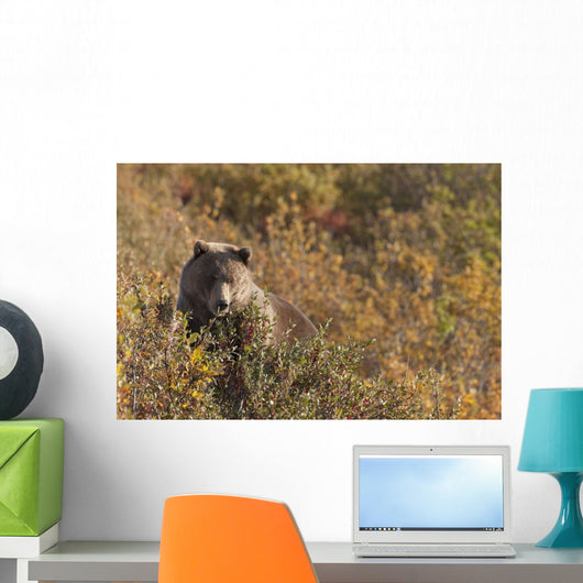 A Brown Bear Forages On Soapberries Wall Mural