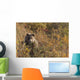 A Brown Bear Forages On Soapberries Wall Mural