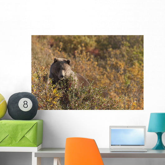 A Brown Bear Forages On Soapberries Wall Mural