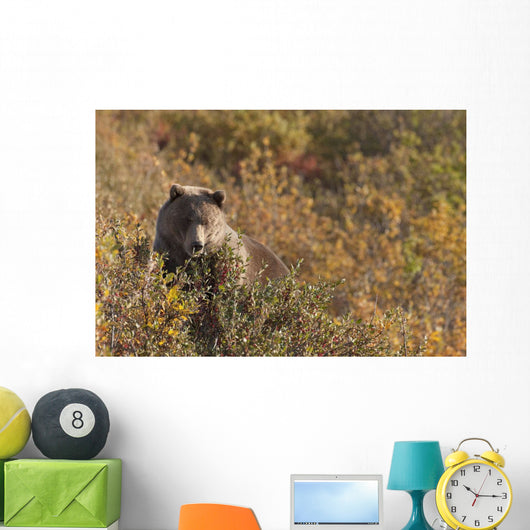 A Brown Bear Forages On Soapberries Wall Mural