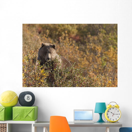 A Brown Bear Forages On Soapberries Wall Mural