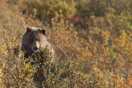A Brown Bear Forages On Soapberries Wall Mural