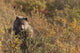 A Brown Bear Forages On Soapberries Wall Mural