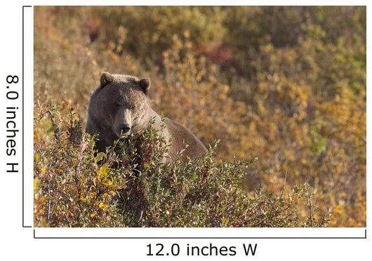 A Brown Bear Forages On Soapberries Wall Mural