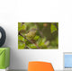 Wilson's Warbler Perched On Branch, Spring, Southcentral Alaska Wall Mural