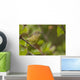 Wilson's Warbler Perched On Branch, Spring, Southcentral Alaska Wall Mural