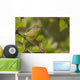Wilson's Warbler Perched On Branch, Spring, Southcentral Alaska Wall Mural