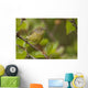 Wilson's Warbler Perched On Branch, Spring, Southcentral Alaska Wall Mural
