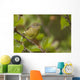 Wilson's Warbler Perched On Branch, Spring, Southcentral Alaska Wall Mural