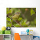 Wilson's Warbler Perched On Branch, Spring, Southcentral Alaska Wall Mural