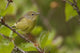 Wilson's Warbler Perched On Branch, Spring, Southcentral Alaska Wall Mural