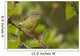 Wilson's Warbler Perched On Branch, Spring, Southcentral Alaska Wall Mural