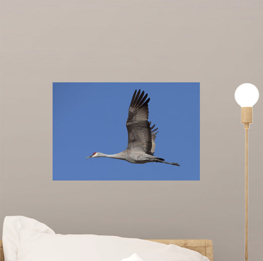 Sandhill Crane In Flight Over The Matanuska-Susitna Valley Near Palmer Wall Mural