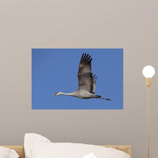 Sandhill Crane In Flight Over The Matanuska-Susitna Valley Near Palmer Wall Mural