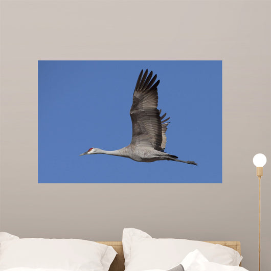 Sandhill Crane In Flight Over The Matanuska-Susitna Valley Near Palmer Wall Mural
