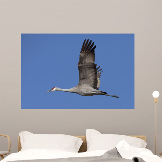 Sandhill Crane In Flight Over The Matanuska-Susitna Valley Near Palmer Wall Mural